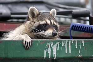 raccoon attacks keep safe trulysafe