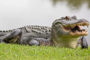 avoid alligator attack trulysafe