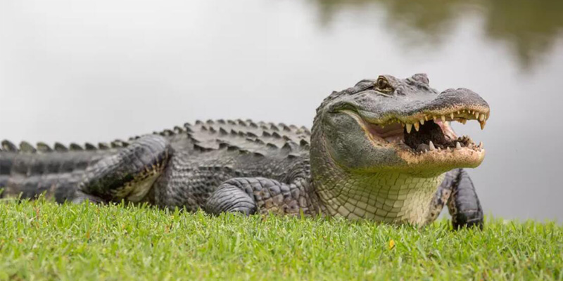 How to avoid attacks from alligators?