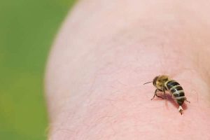 avoid bee attack