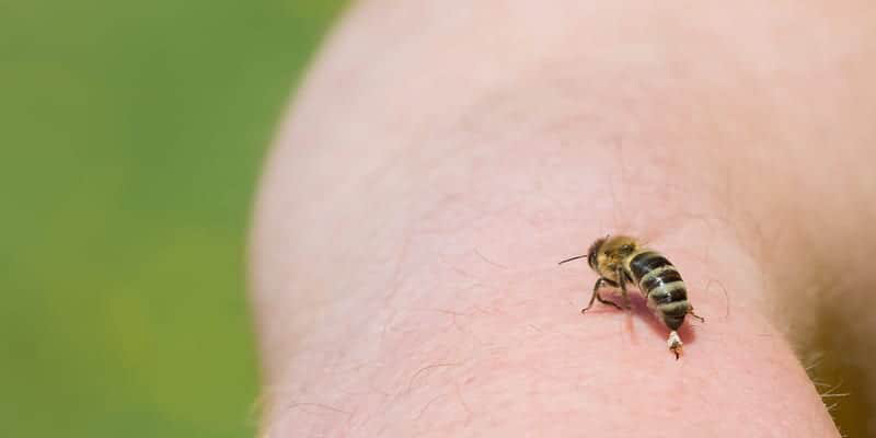 How to avoid attacks from honey bees or hornets?
