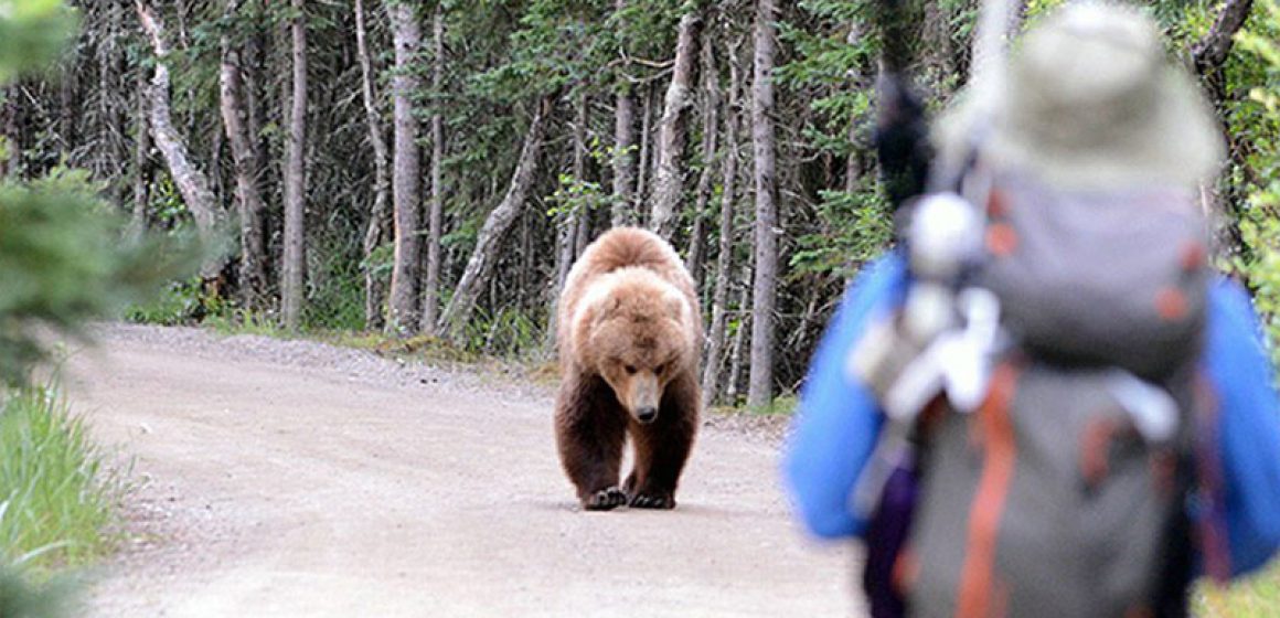 How to Keep Safe When Encountering a grizzly bear?