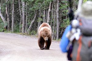 grizzly bear attacks trulysafe