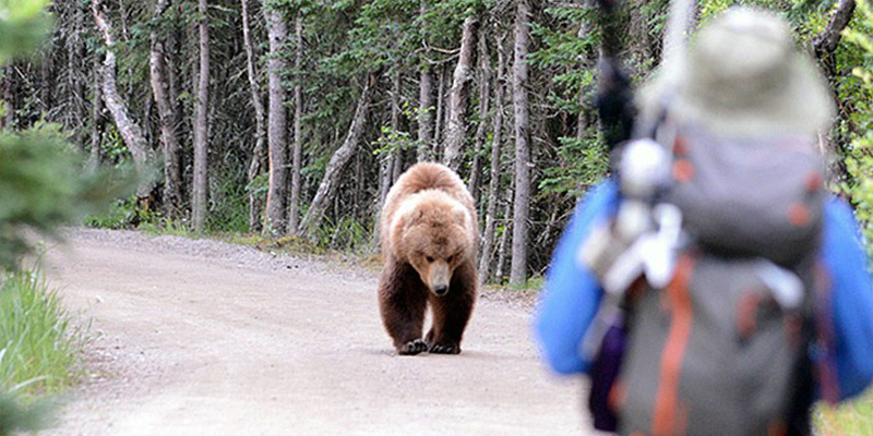 How to Keep Safe When Encountering a grizzly bear?