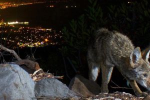 protect your pets from coyote attacks